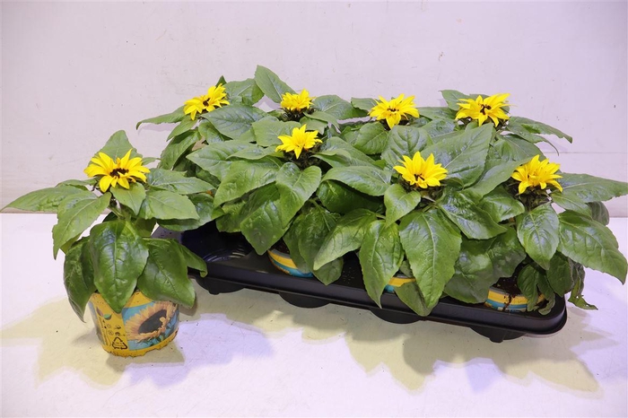 <h4>Heli Sunsation</h4>