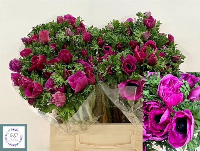 Anem Co Mis + Fucsia