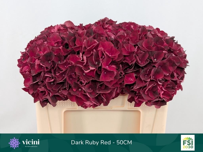 <h4>HYDR M MAG DARK RUBY</h4>