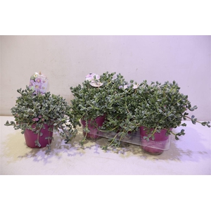 arr8 Lampranthus Roseus