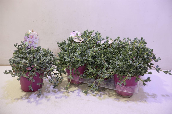 <h4>Lampranthus Roseus</h4>