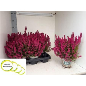 Erica Gracilis Heidis Bella