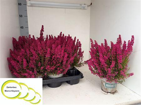 <h4>Erica Gracilis Heidis Bella</h4>