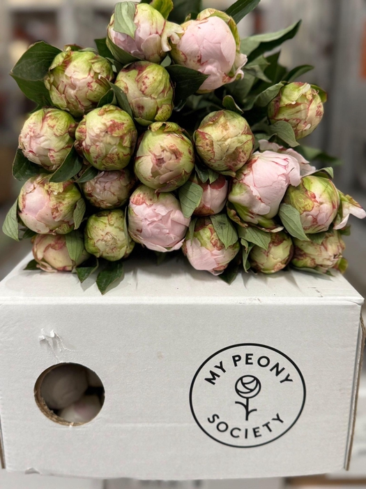 <h4>Paeonia Florence Nicholls</h4>