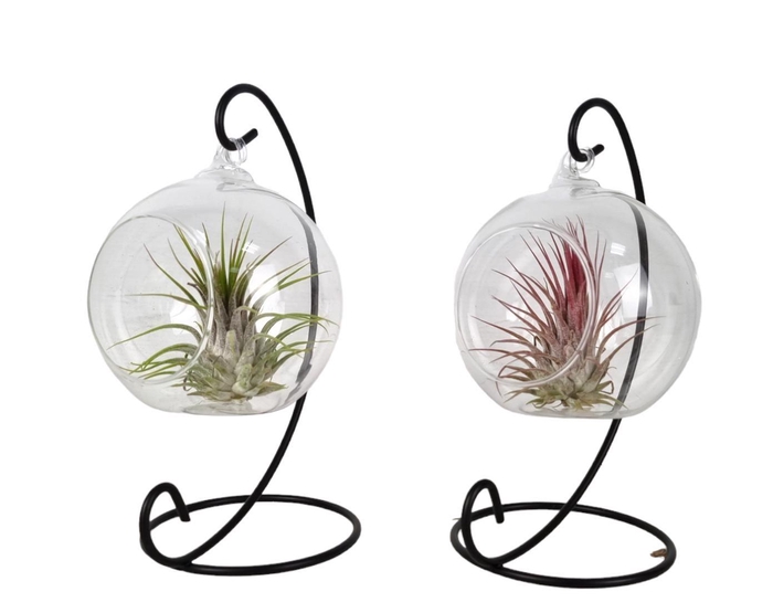 <h4>Tillandsia hangbol frame small</h4>