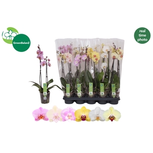 PHAL GEM