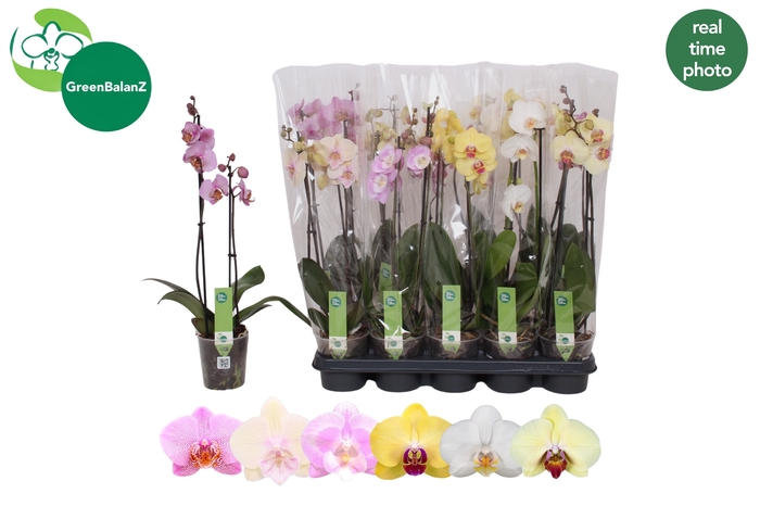 <h4>PHAL GEM</h4>