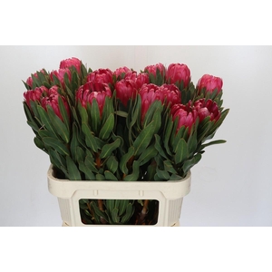 Protea Brenda