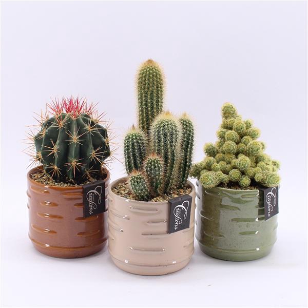 <h4>CTCR-2511M Cactus Essentials</h4>