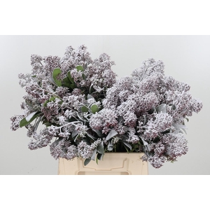 Skimmia Kl Bh Sneeuw