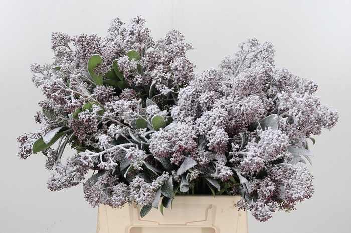 <h4>Skimmia Kl Bh Sneeuw</h4>