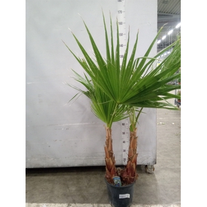 Washingtonia filifera