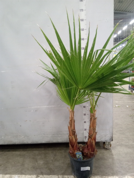 <h4>Washingtonia filifera</h4>