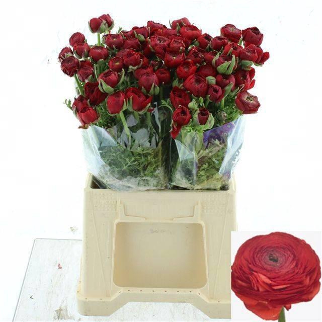 <h4>RAN SU TANGO</h4>