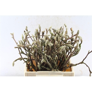 Magnolia Grandiflora