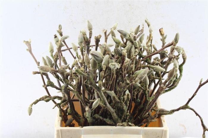 <h4>Magnolia Grandiflora</h4>