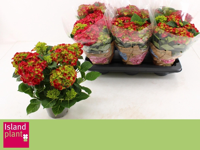 <h4>HYDR M HI FIRE</h4>