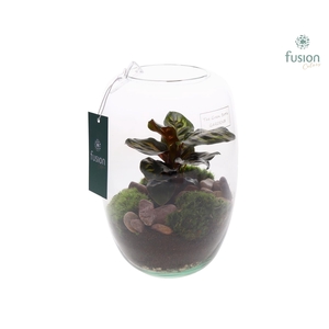 Green Bottle Isabella Small met Calathea