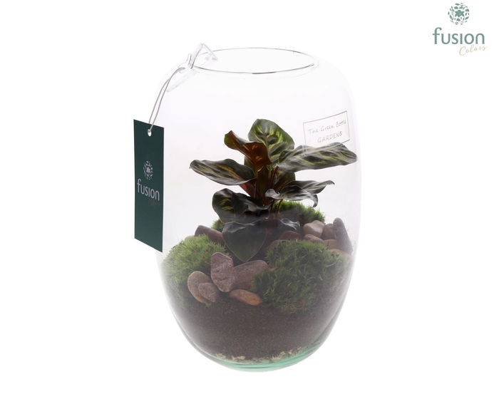 <h4>Green Bottle Isabella Small met Calathea</h4>