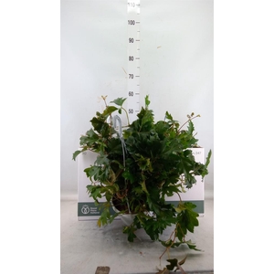 Cissus rhombifolia 'Ellen Danica'