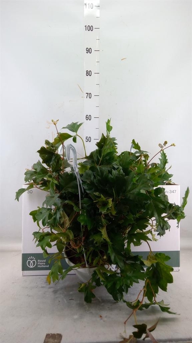 <h4>Cissus rhombifolia 'Ellen Danica'</h4>