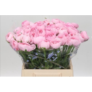 Ranunculus Clooney Lady Extra