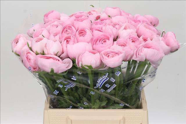 <h4>Ranunculus Clooney Lady Extra</h4>
