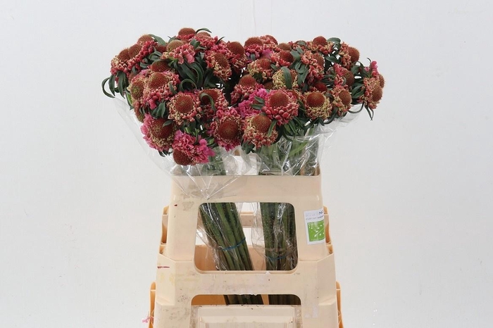 <h4>SCAB AT F SCOOP POPS</h4>