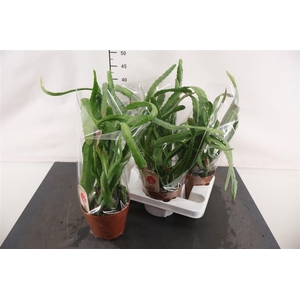 Epiphyllum 15 Cm. P. Red Tip