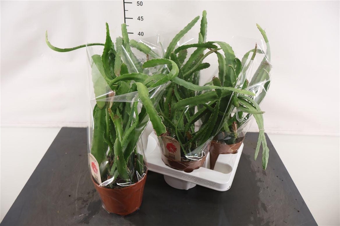 <h4>Epiphyllum 15 Cm. P. Red Tip</h4>
