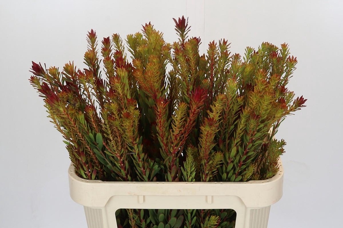 <h4>Leucadendron Safari Sunset Spray</h4>