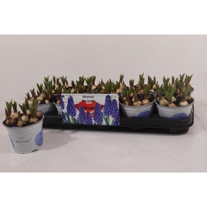 MUSCARI BIG SMILE P12