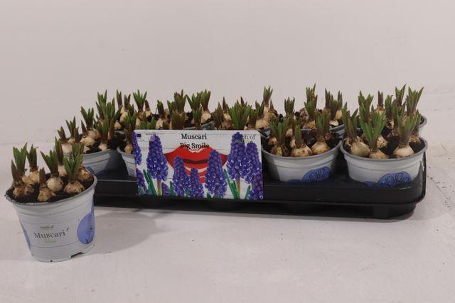 <h4>MUSCARI BIG SMILE P12</h4>