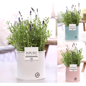 Lavandula Hidcote in P&PURE Louise pot assorti 3