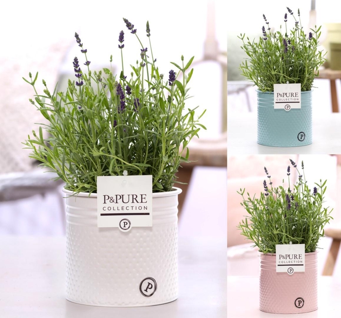 <h4>Lavandula Hidcote in P&PURE Louise pot assorti 3</h4>