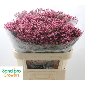 Limonium sinense Tiffany Diamond