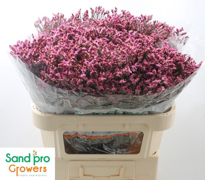 <h4>Limonium sinense Tiffany Diamond</h4>