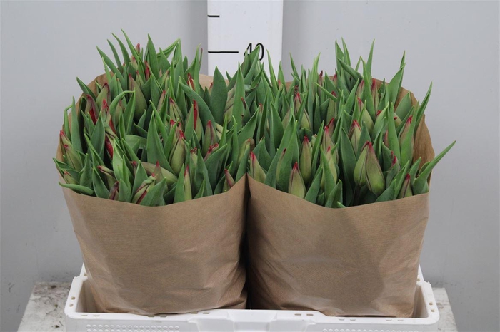 <h4>Tu En Strong Love</h4>