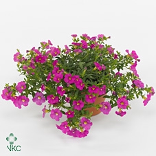 Calibrachoa  'Minifam Pink'