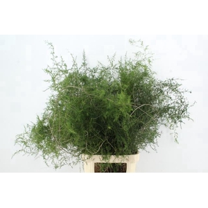 ASPARAGUS SELVATICO PER STEM