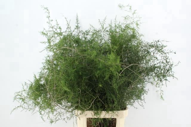 <h4>ASPARAGUS SELVATICO PER STEM</h4>