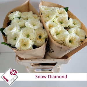 R GR SNOW DIAMOND