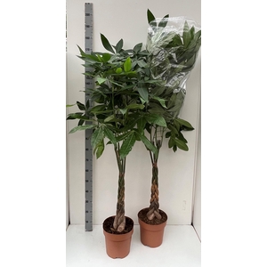 PACHIRA AQUATICA