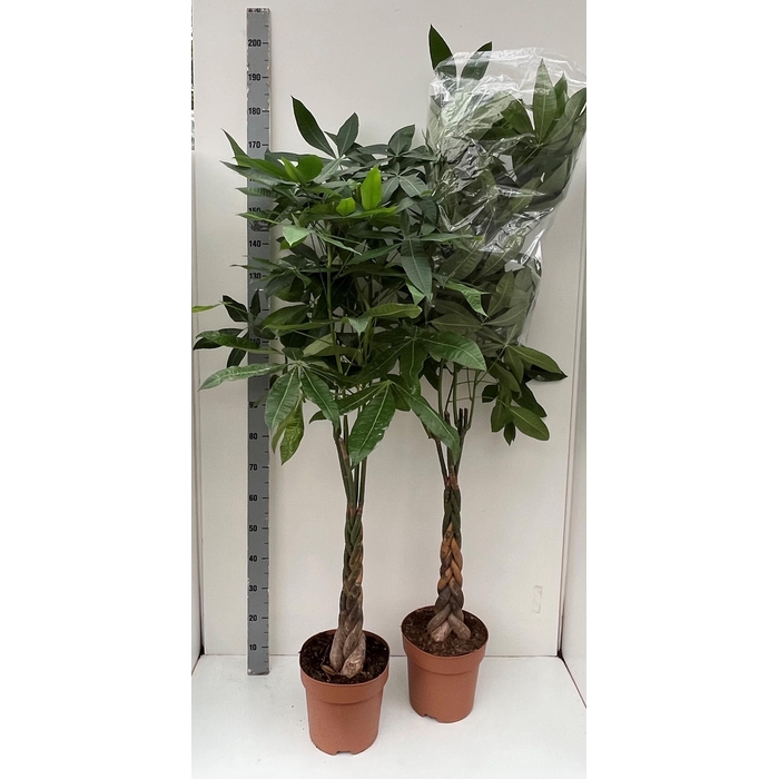 <h4>PACHIRA AQUATICA</h4>