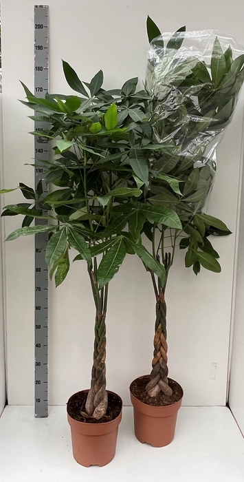 PACHIRA AQUATICA