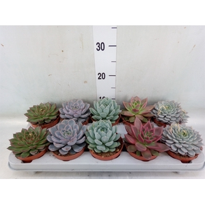 Echeveria   ...mix