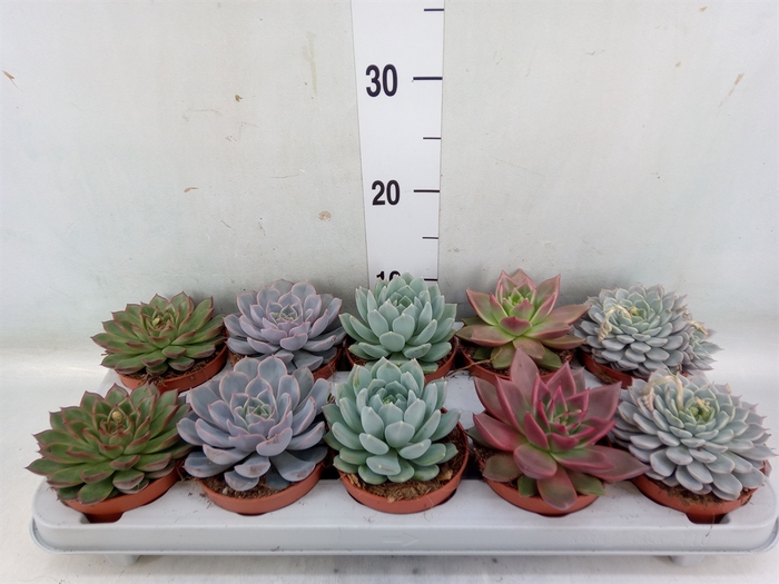 <h4>Echeveria   ...mix</h4>