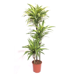 Dracaena fr de 'LemonLime'