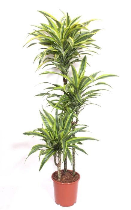 <h4>Dracaena fr de 'LemonLime'</h4>