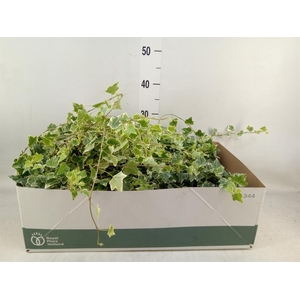 Hedera helix 'White Wonder'